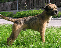 CH. sub terram Hot dog