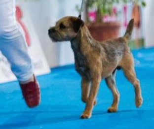 Glen mara Gigi l'amoroso