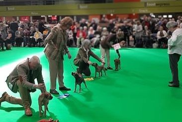Glen mara - CRUFTS 2019