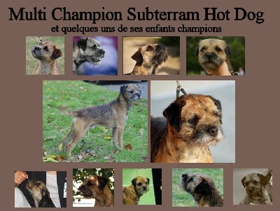 Glen mara - Ch. Subterram Hot dog