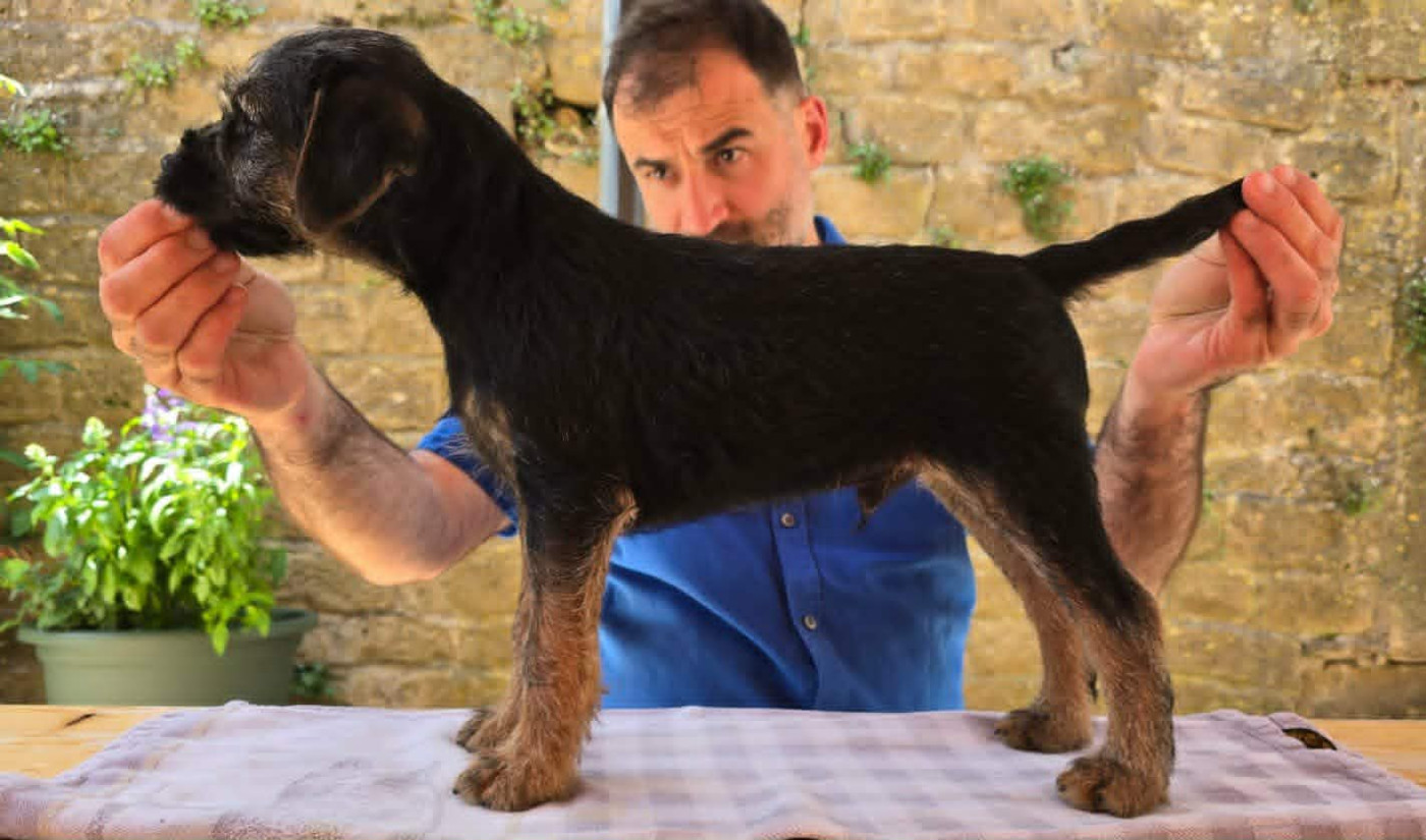 Glen mara - Chiots disponibles - Border Terrier